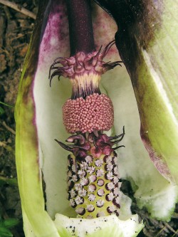 Árón A. dioscoridis se vyznačuje atraktivně skvrnitými toulci. Roste ve východním Středomoří a je velice variabilní jak ve zbarvení, tak i velikosti květenství. Na obr. poddruh A. dioscoridis subsp. cyprium