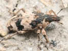 Rýhonosec páskovaný (Bothynoderes affinis) je vázán na planě rostoucí merlíkovité rostliny (Chenopodiaceae) především na místech s obnaženým půdním povrchem a sypkým substrátem.