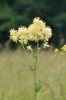 Žluťuchu lesklou (Thalictrum lucidum) více než 200 let žádný botanik v regionu neviděl. Až v r. 2009 se podařilo objevit několik mikrolokalit v okolí Vysokého Chlumce (Malíček a kol. 2012, v tisku). Foto J. Malíček