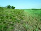 Genový tok v komplexu druhů pšenice setá (T. aestivum) – pýr prostřední – pýr plazivý (Elymus repens, syn.  A. repens, Elytrigia repens) je nejpravděpodobnější v místech společného výskytu všech tří druhů. V teplých oblastech našeho území, kde se střídají prvky  kulturní krajiny s plochami přirozených stepních porostů, přichází pšenice do styku jak s plevelným pýrem plazivým, tak s teplomilným pýrem prostředním. Foto V. Mahelka