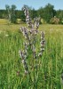 Šanta lesostepní (Nepeta nuda). Foto J. Roleček