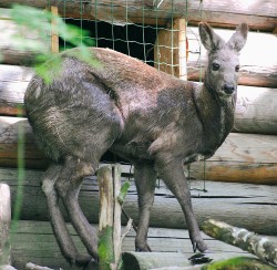 Kabar pižmový (Moschus moschiferus) – jediný druh kabara chovaný  v zoologických zahradách mimo území Číny. Na obr. samice ze Zoo Děčín.  Foto Z. Mihálovová