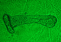 Epithelial Physiology