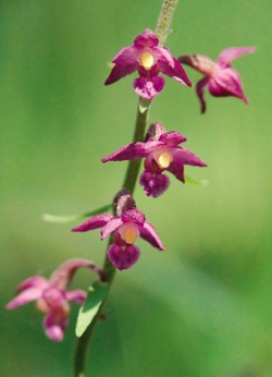 Vápnomilný kruštík tmavočervený (Epipactis atrorubens) na odvalu bývalého dolu Zárubek v Ostravě – Hranečníku. Foto J. Ševčík / © J. Ševčík