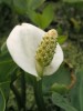 Dáblík bahenní (Calla palustris) je zástupcem vodních árónovitých, který roste ve volné přírodě i u nás. Vyhledává mělké, klidné, mírně přistíněné stojaté vody. Vyskytuje se poměrně vzácně, protože jeho přirozených stanovišť v přírodě ubývá. Je zákonem chráněný v kategorii ohrožených druhů. chráněný v kategorii ohrožených druhů. Na detailu květenství vidíme, že květy jsou oboupohlavné s dobře patrnými prašníky a pestíkem. Foto P. Sekerka