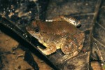 Drobný pralesní druh skokan  širokohlavý (Limnonectes laticeps). Foto D. Jablonski