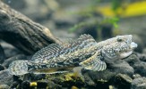 Hlaváč Kesslerův (Ponticola  kessleri) – invazní ryba spontánně se šířící z dolní části Dunaje do střední Evropy. Foto L. Hlásek