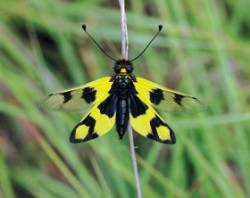 Samice ploskoroha pestrého (Libelloides macaronius). Od ploskoroha žlutého se  tento druh liší přítomností dvou hnědočerných skvrn na předních křídlech (ploskoroh žlutý je má bezbarvá, se žlutou bází) a žlutými a hnědočernými zadními křídly (u ploskoroha žlutého částečně bezbarvá). Foto J. Hlásek  / © Foto J. Hlásek