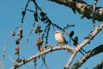 Ťuhýk hnědý (Lanius cristatus) se vyskytuje na Sibiři a ve východní Asii. Foto: E. Součková a P. Souček