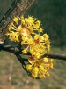 Dřín jarní (Cornus mas) zbarví v březnu a začátkem dubna teplomilné doubravy na jižních svazích svými  žlutými květy. Foto P. Špryňar