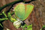 Tyrfoneutrální motýl ostruháček ostružníkový (Callophrys rubi) dosahuje na rašeliništích často nápadné hojnosti. Housenky jsou polyfágní, ale na rašeliništích dávají přednost vřesovcovitým rostlinám. Dříve býval ostruháček  ostružiníkový početný na různých, často suchých biotopech, ale v současnosti z kulturní krajiny ustupuje. Foto J. Jaroš a K. Spitzer