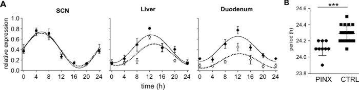 Nová publikace: Melatonin is a redundant entraining signal in the rat circadian system