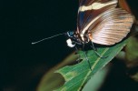Detail hlavy a sosáku druhu Heliconius clysonymus s nalepeným pylem.  Motýli vylučují sosákem nektar a enzymy, jež z pylu uvolňují aminokyseliny,  ty pak nasávají a syntetizují z nich  bílkoviny. Černo-červený komplex.  Kostarika. Foto G. O. Krizek