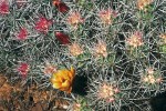 Také druh Echinocereus maritimus  vytváří různobarevně otrněné jedince, všechny však mají sytě žlutý květ  se zelenou bliznou. Foto L. Kunte