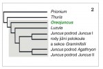 Postavení rodu Oreojuncus ve fylo­genetickém stromu sítinovitých (Junca­ceae) na základě molekulárních dat  získaných z chloroplastu, mitochondrie i jádra. Orig. L. Záveská Drábková