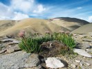 K stepním druhům Ladaku patří  rovněž chrpovník Saussurea glandulifera. V pozadí náhorní plató Malého Tibetu. Foto M. Dvorský