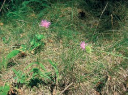 Diploidní chrastavec rolní hadcový (Knautia arvensis subsp. serpentinicola) na světlině v borovém lese na dolnokralovických hadcích. Foto F. Kolář / © F. Kolář