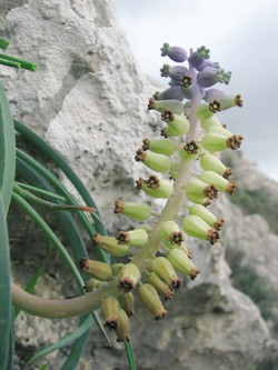 Endemit národního parku Olimpos – Beydaglari modřenec muškátový (Muscari muscarimi) nepřímo ohrožuje populace kozy bezoárové jako její oblíbená droga. Foto O. Yöntem / © Photo O. Yöntem