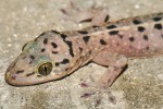 Mládě gekona Gekko monarchus, běžného i v okolí lidských sídlišť. Foto D. Jablonski