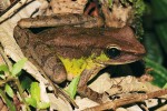 Skokan malajský (Odorrana hosii) patří mezi největší malajské žáby (10 cm). Foto D. Jablonski