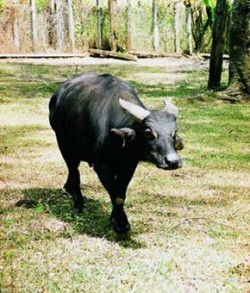 Dospělý samec tamarau (Bubalus mindorensis) s typicky krátkými, širokými a rýhovanými rohy ve tvaru V, které jsou nezaměnitelným znakem tohoto kriticky ohroženého druhu buvola. Chovná stanice Gene Pool, NP Mt. Iglit-Baco, ostrov Mindoro (Filipíny). Foto J. Suchomel