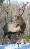 Wapiti sibiřský (Cervus canadensis sibiricus) v Zoo Ostrava. Většina jedinců tohoto poddruhu chovaná v evropských zoo se nachází na Moravě (Brno,  Olomouc, Ostrava). Foto J. Pluháček