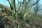 Mohutný jedinec lípy velkolisté  (Tilia platyphyllos) představuje  polykormon kmenů vyrůstajících  z jednoho základu. Vznikl dlouho-­ dobým pařezením a jeho stáří dnes  nejsme schopni přesně určit.  Děvín, Pálava