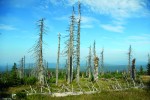 Zbytky odumřelého smrkového lesa na Mumlavské hoře s počátečním  stadiem přirozené obnovy (2006). Foto K. Antošová