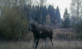 Los evropský (Alces alces) zachycený fotopastí na Lipensku. Foto P. Šustr