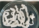 Tasemnice škulovec široký  (Diphyllobothrium latum) z lidského dobrovolníka nakaženého larvami z okounů říčních (Perca fluviatilis) v severní Itálii. Foto R. Kuchta