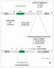 Strukturní mutace v intronu trnL a intergenovém úseku trnL-F (blíže  v textu). Podle L. Drábkové a kol. (2004)