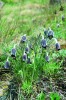 K typickým znakům koniklece  lučního českého (Pulsatilla pratensis  subsp. bohemica) patří menší zvonkovité a dolů skloněné květy s tmavě fialovými okvětními lístky. Foto J. Suda