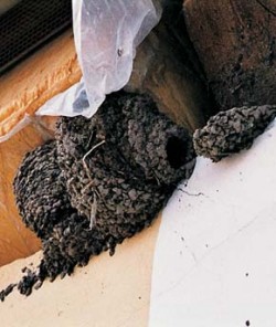Netypické hnízdo jiřičky obecné (Delichon urbica) připomínající hnízdo vlaštovky skalní (Hirundo daurica). Foto K. Šťastný / © K. Šťastný