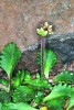 Lomiká́men sněžný́ (Saxifraga  nivalis), druh vázaný na bazické prostředí  čedičové žíly ve Sněžných jámách. Foto J. Vaněk