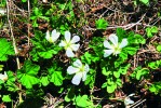 Ostružiník moruška (Rubus chamaemorus) s nejjižnější lokalitou vytváří  spolu s klečí (Pinus mugo; v Krkonoších má nejsevernější výskyt) endemické  rostlinné společenstvo – asociaci  Chamaemoro-Pinetum mughi. Foto J. Vaněk