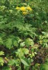 Škarda sibiřská (Crepis sibirica). Foto J. Roleček