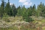 Národní přírodní rezervace Červené blato u Šalmanovic je významná entomologická lokalita s rozsáhlými porosty rojovníku bahenního (Ledum palustre). Foto J. Jaroš a K. Spitzer