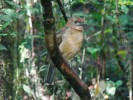 Lemčík prostý (Amblyornis inornatus). Foto B. Michálek