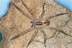 Slíďák jižní (Hogna radiata) – velice hojný druh celého Středozemí, odkud pronikl až na jižní Slovensko, nevyhrabává nory. Foto: B. Thaler Knoflach