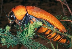 Samec krasce Julodimorpha saundersii; na krovkách má ještě zbytky písku, jak se prodíral ven z kokonu, který se může nacházet hodně hluboko v zemi.  Samice jsou mnohem větší, těžkopádné a bezkřídlé, tudíž nelétavé. Foto S. Bílý