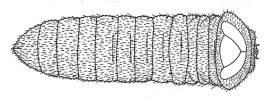 Larva Julodis variolaris freygessneri z Turkmenistánu, jejíž celé tělo  pokrývá husté ochlupení.  Obr. z původního popisu (S. Bílý,  Acta Entomologica Bohemoslovaca 1983, 80: 65–70)