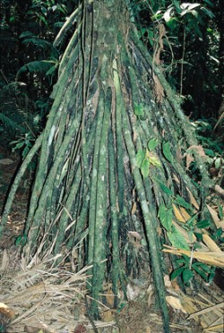 Chůdovité kořeny palmy Iriartea deltoidea vytvářejí hustý „plášť“ kolem báze kmene. Ekvádor, chráněné území La Palma poblíž Santo Domingo de los Colorados. Druh je místně nazýván pambil. Foto V. Zelený