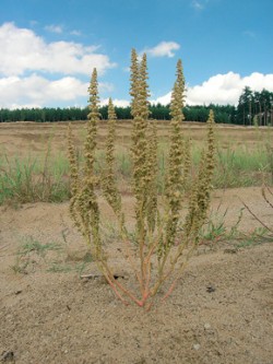 Habitus plodného jedince merlíku hroznového (Chenopodium botrys). Pískovna u Bzence. Foto K. Fajmon / © K. Fajmon