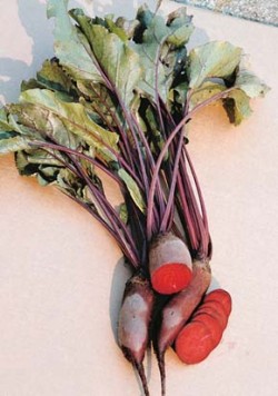 Válcovitá jednoklíčková odrůda řepy salátové (Beta vulgaris var. conditiva) ´Monorubra´, z jejíchž klubíček vyrůstá pouze po jedné rostlině. FotoV. Plicka / © Photo V. Plicka