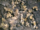 Trsy krystalů sulochrinu  na povrchu mycelia vřeckovýtrusné  houby Chalara microspora. Foto O. Koukol