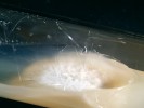Krystaly drosofilin A metyleteru  trčí z mycelia špičky žíněné  (Marasmius androsaceus) na šikmém agarovém médiu ve zkumavce. Foto O. Koukol
