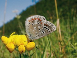 Modrásek komonicový (Polyommatus dorylas) – kriticky ohrožený druh  řídkých krátkostébelných trávníků.  Bývalý VVP Ralsko hostí jednu ze dvou posledních českých populací – i ta je nyní na hranici vyhynutí vlivem rychle postupující sukcese. Foto M. Hrouzek