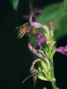 Včela medonosná se dobývá  k nektaru ukrytému v květní trubce  druhu Hypoestes aristata. Foto Š. Janeček a R. Tropek