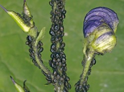 Mšice omějová (Brachycaudus napelli), jejíž hostitelskou rostlinou jsou oměje. Foto Josef Janeček