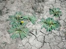 Rostliny koksaghyzu na mírně  zasolené, v létě silně prosychající půdě extenzivních pastvin v Kegenské kotlině.  Foto J. Kirschner